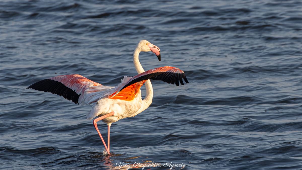 Greater Flamingo