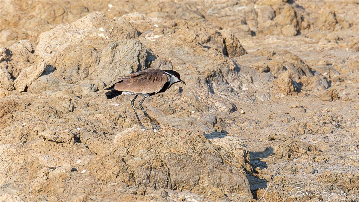 Spur-winged Lapwing