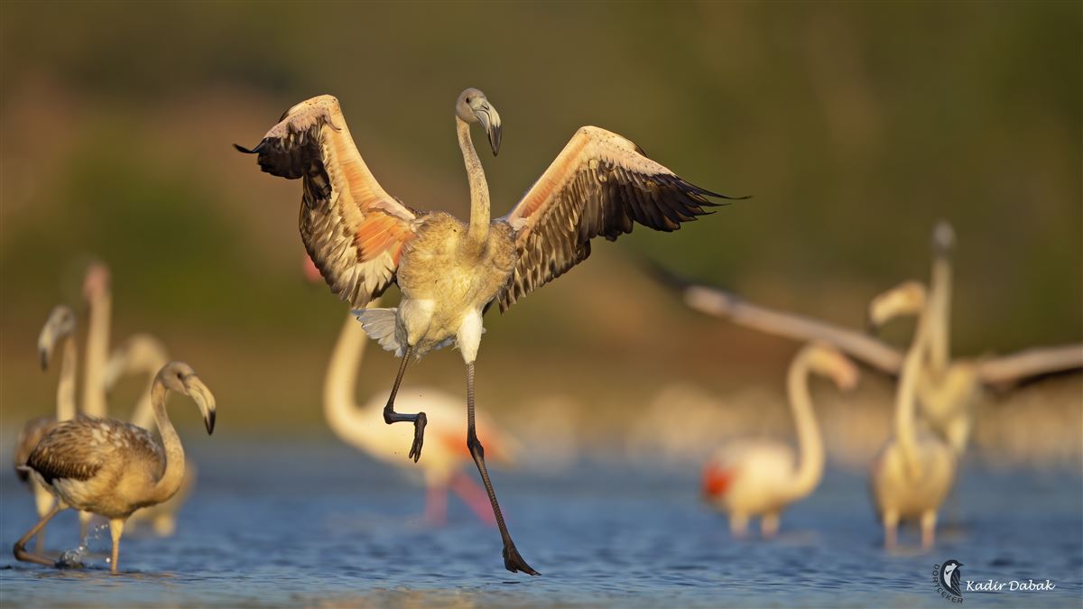 Greater Flamingo