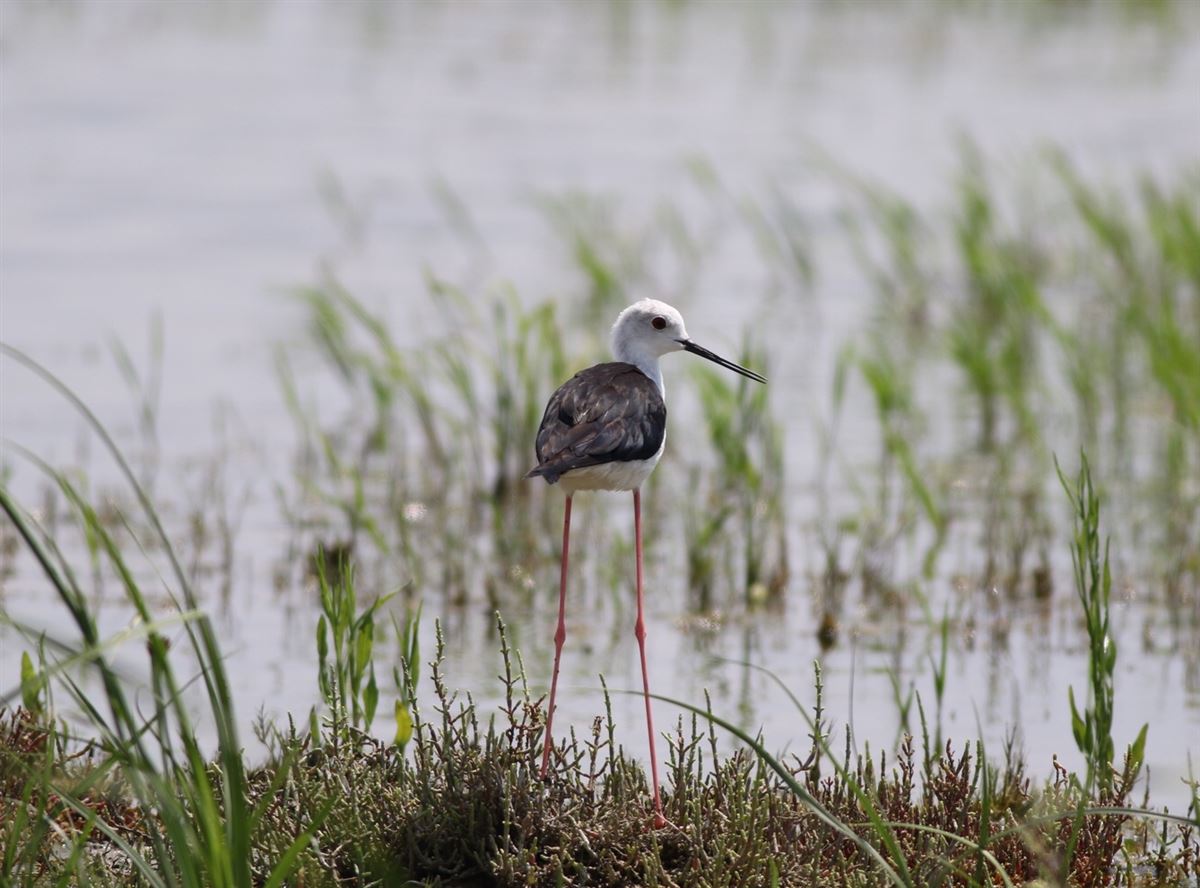 Black-winged Stilt