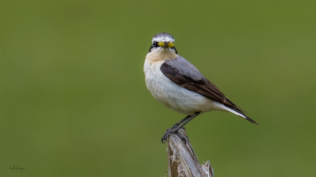 Northern Wheatear
