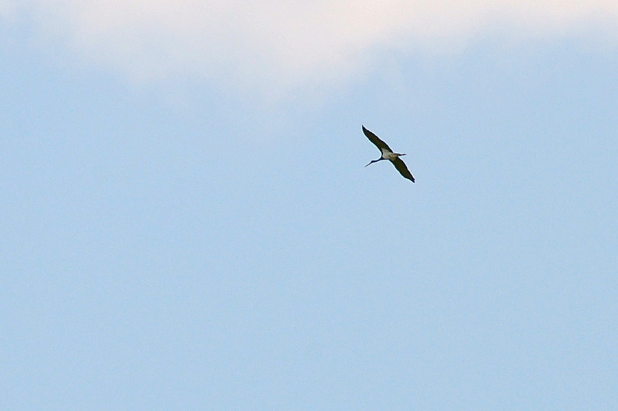 Black Stork