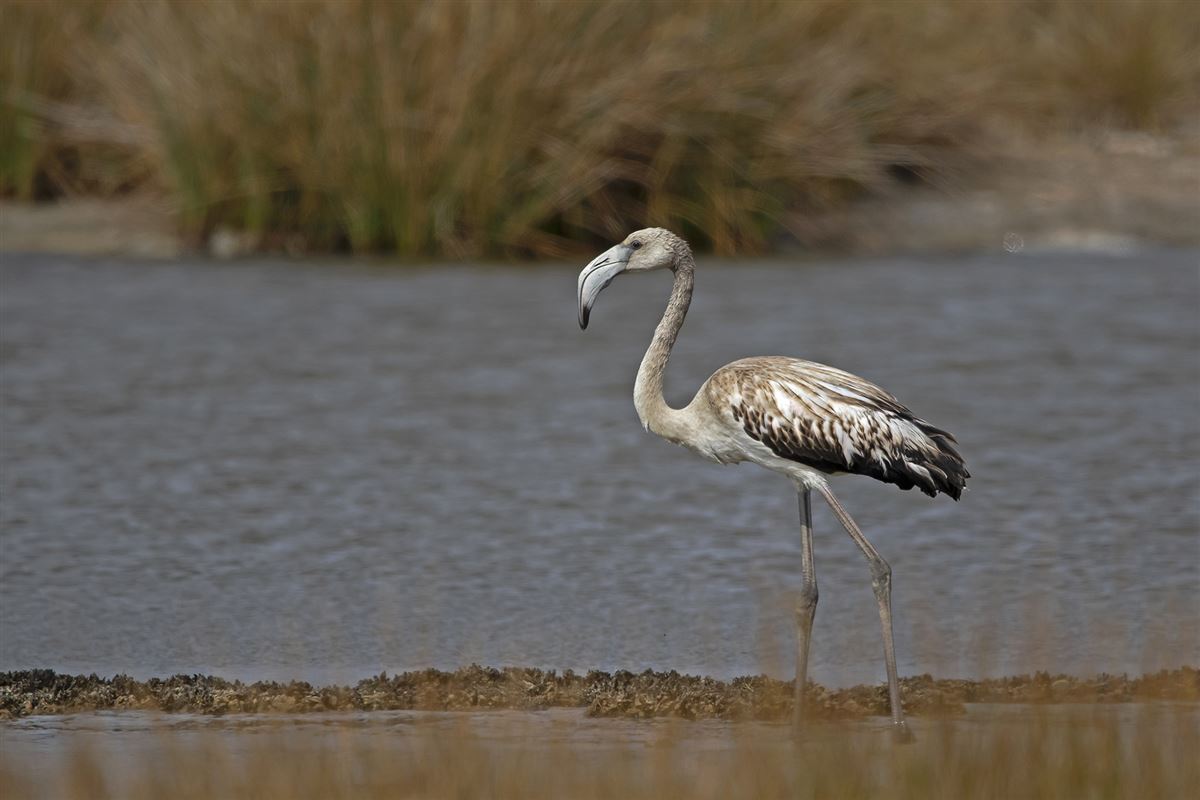Greater Flamingo