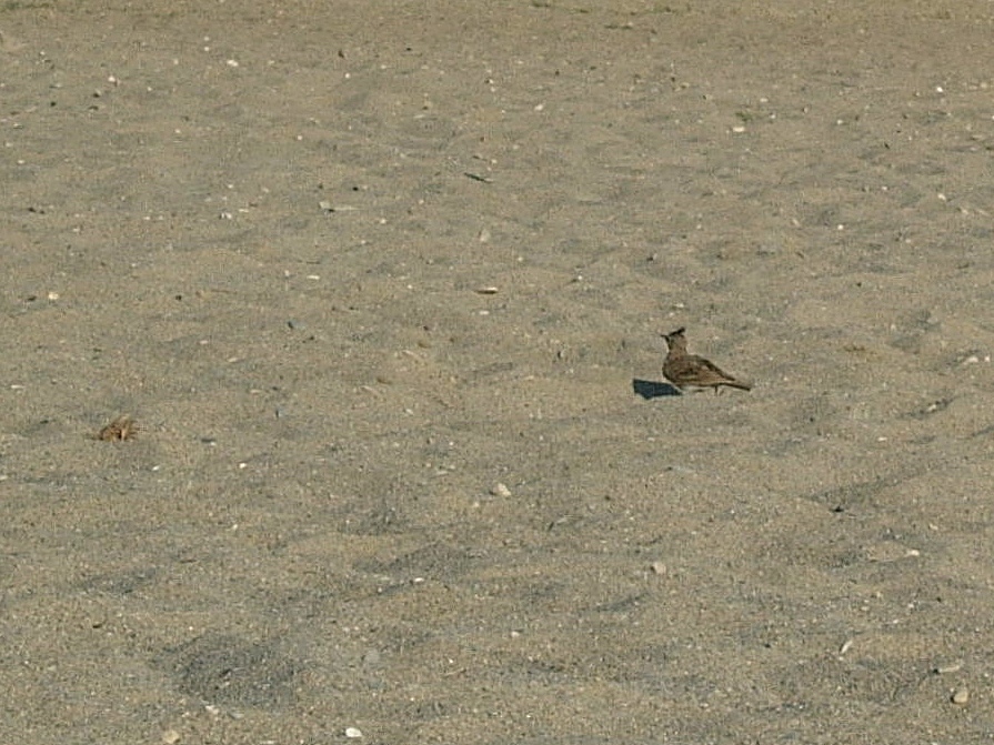 Crested Lark