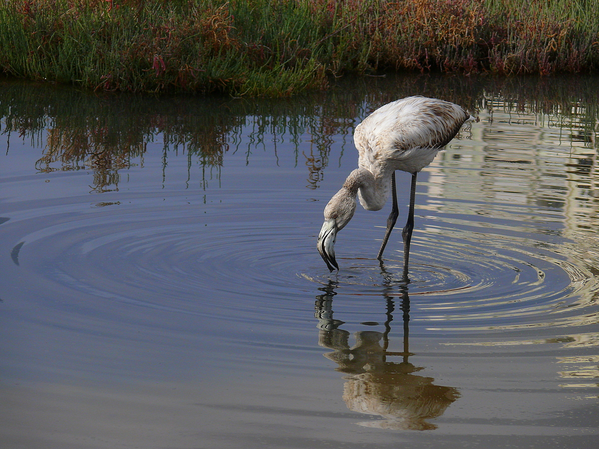 Greater Flamingo