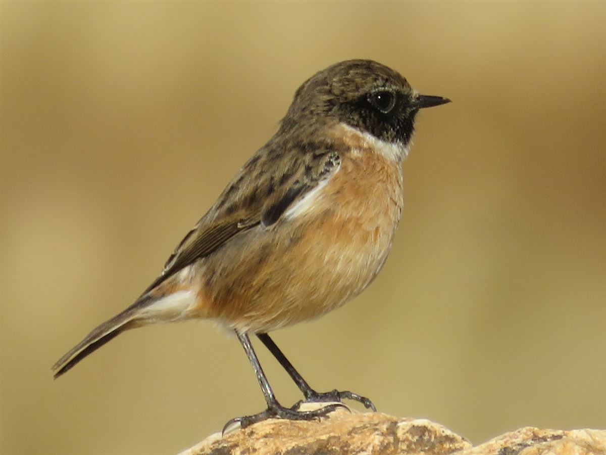 European Stonechat