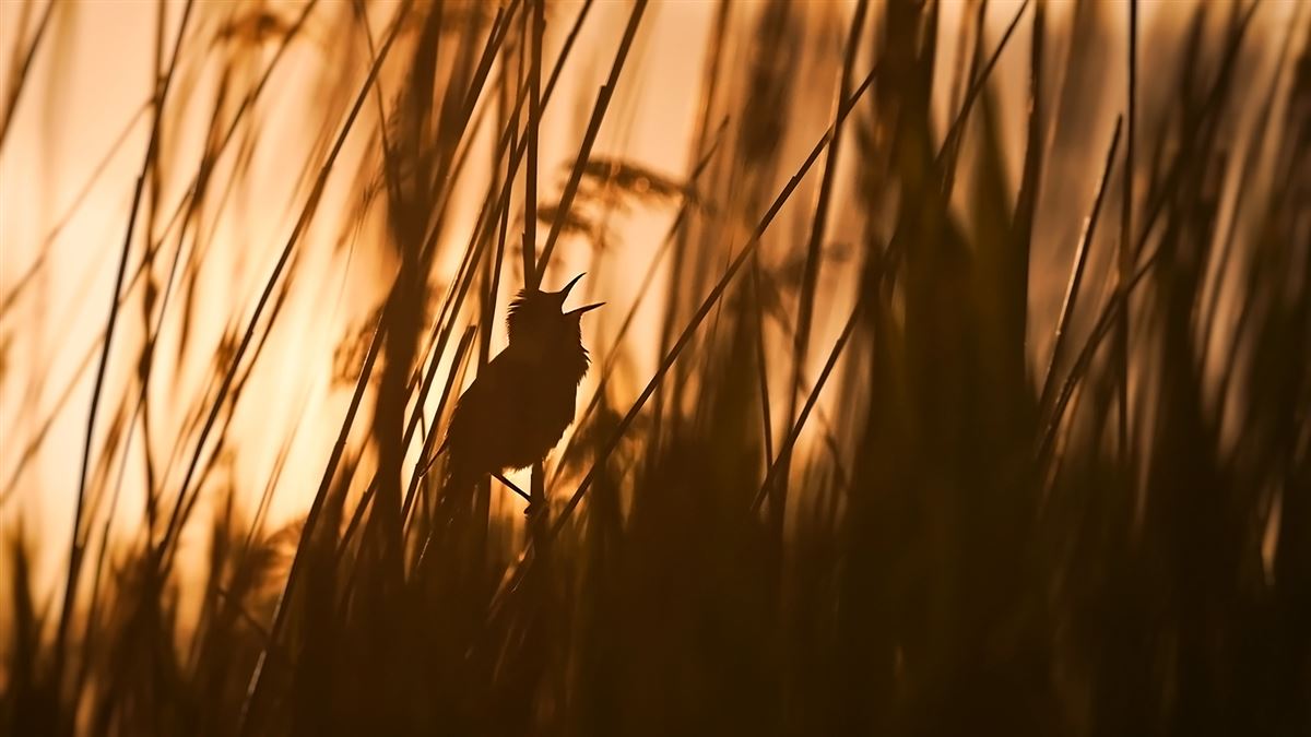 Great Reed Warbler