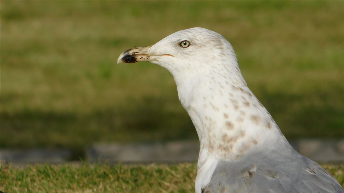 Yellow-legged Gull