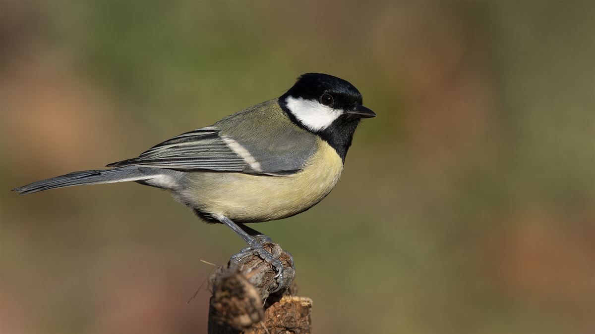 Great Tit