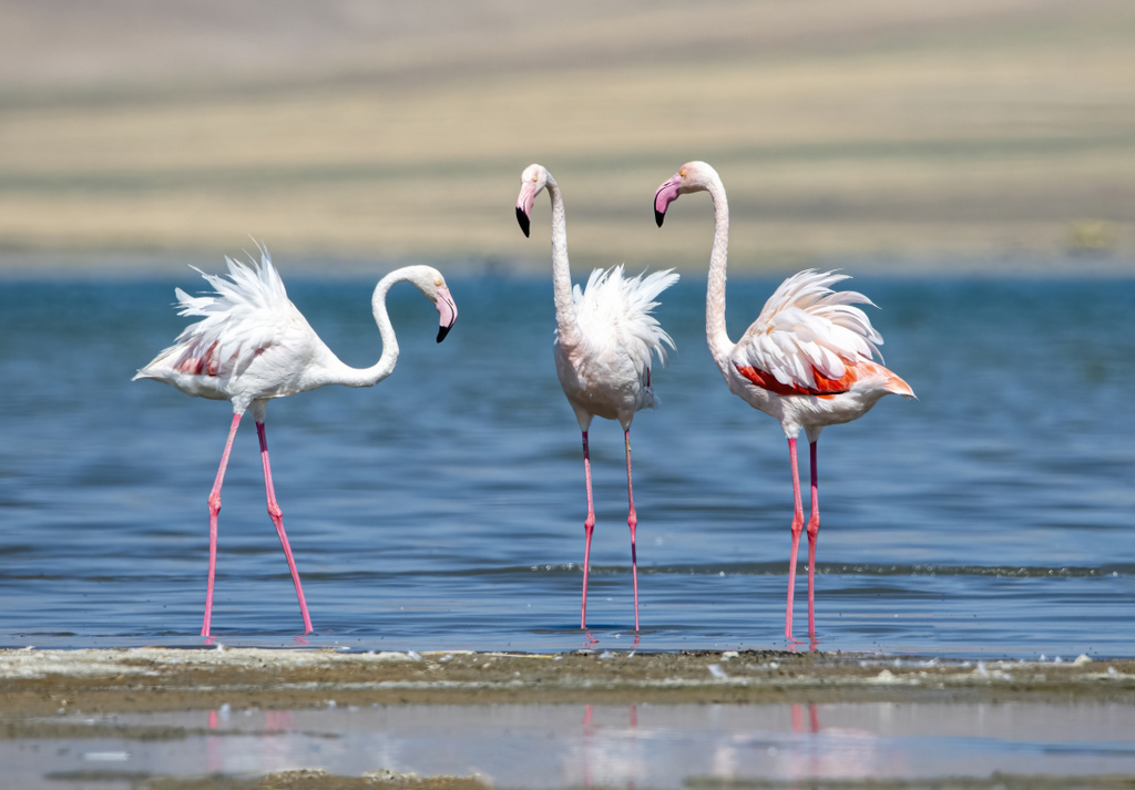 Greater Flamingo