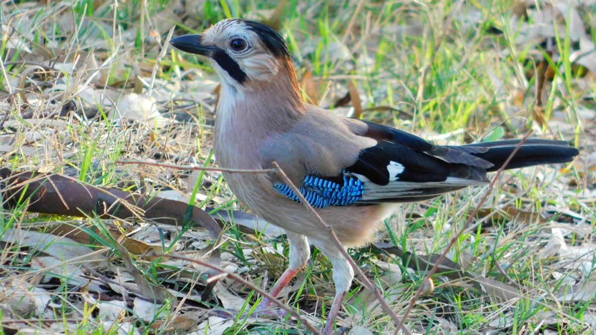 Eurasian Jay