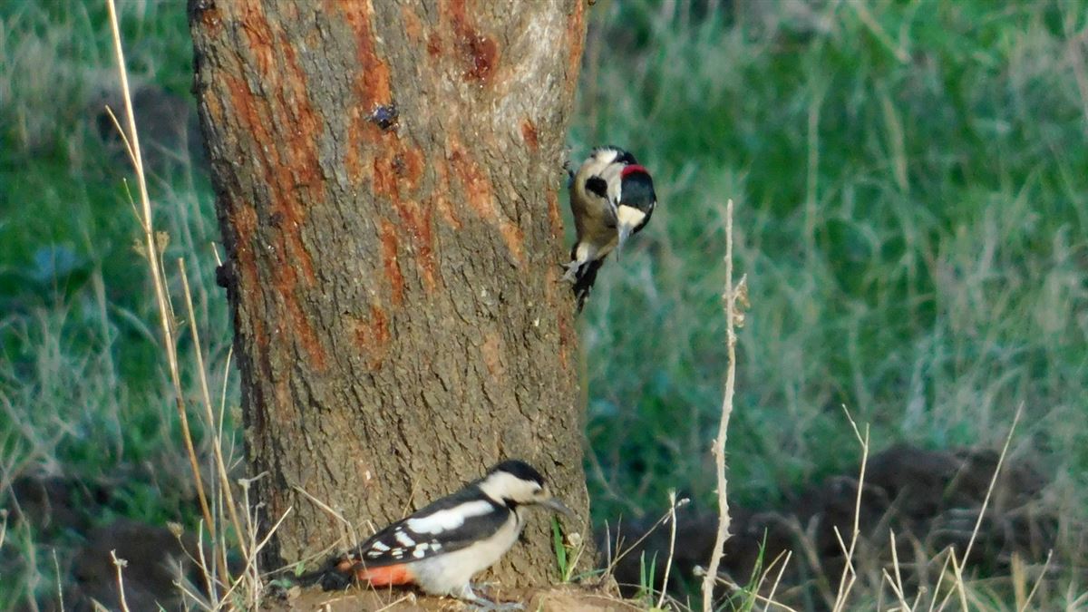 Syrian Woodpecker