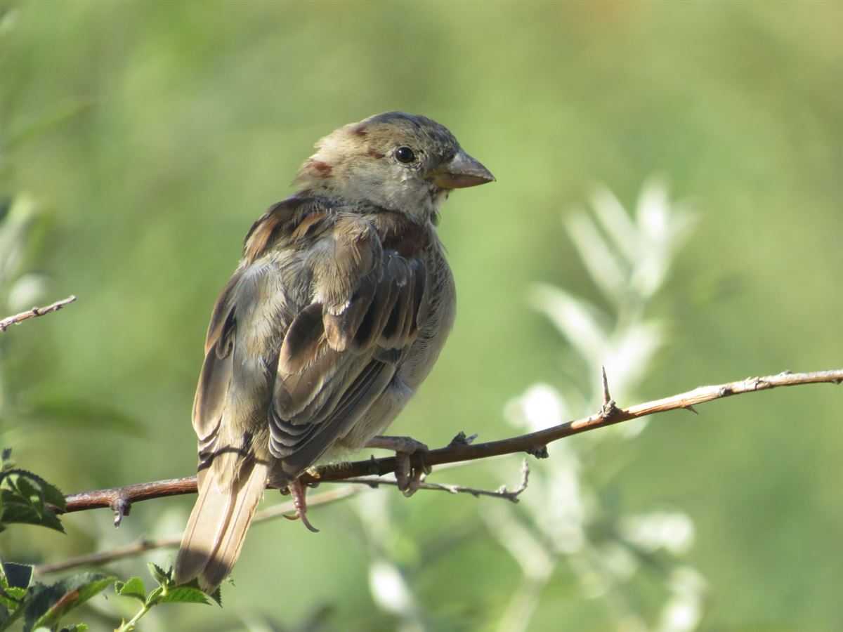 House Sparrow