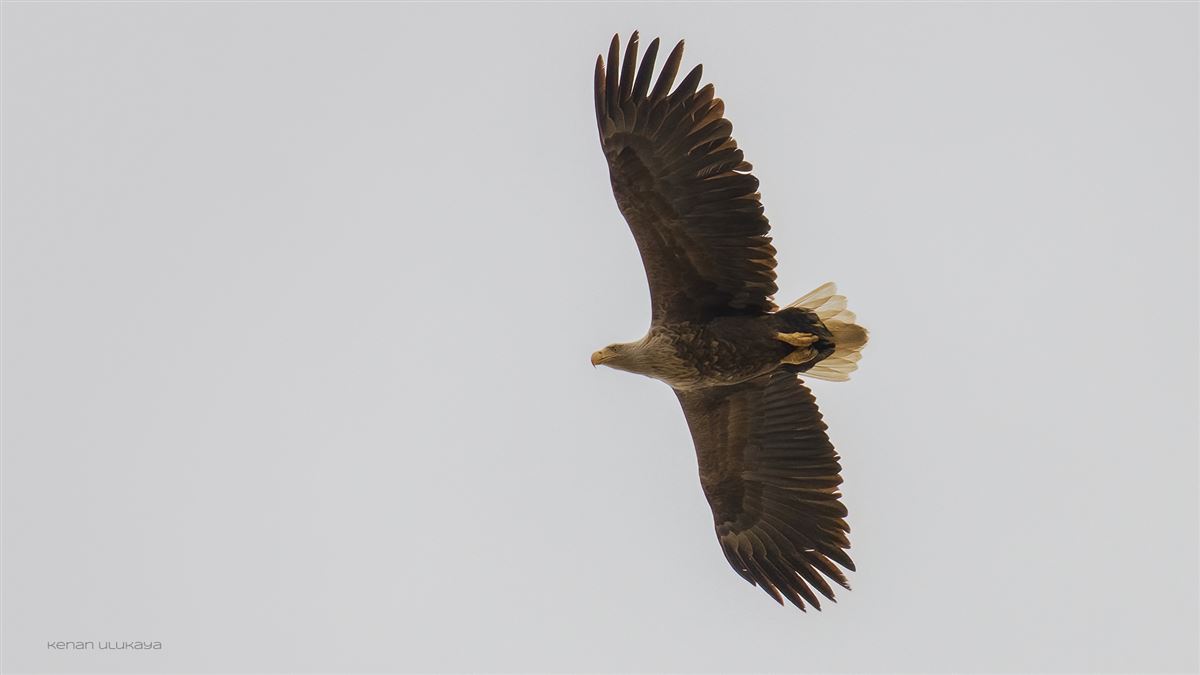 White-tailed Eagle