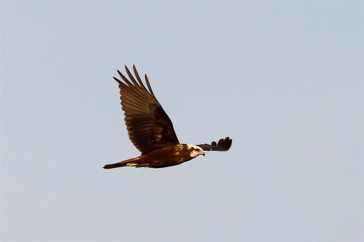 Western Marsh Harrier