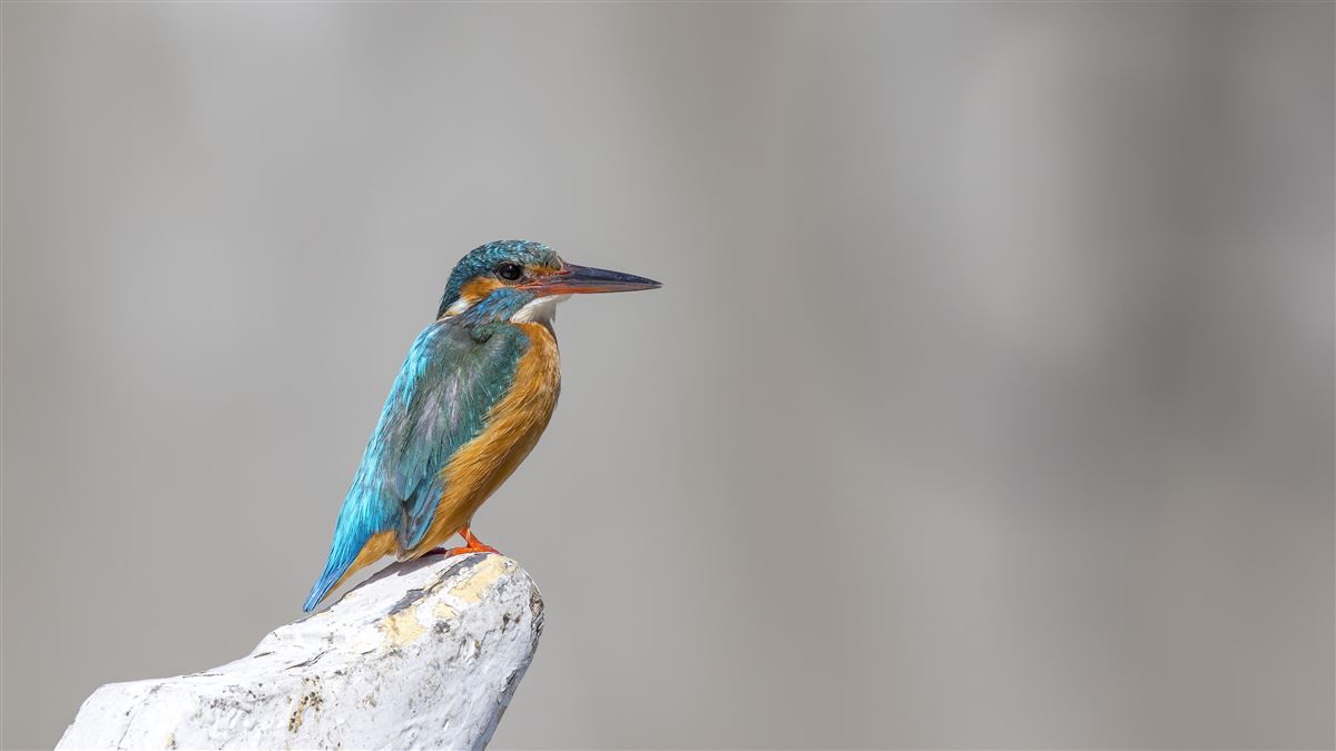 Common Kingfisher