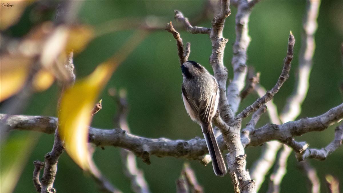 Long-tailed Tit