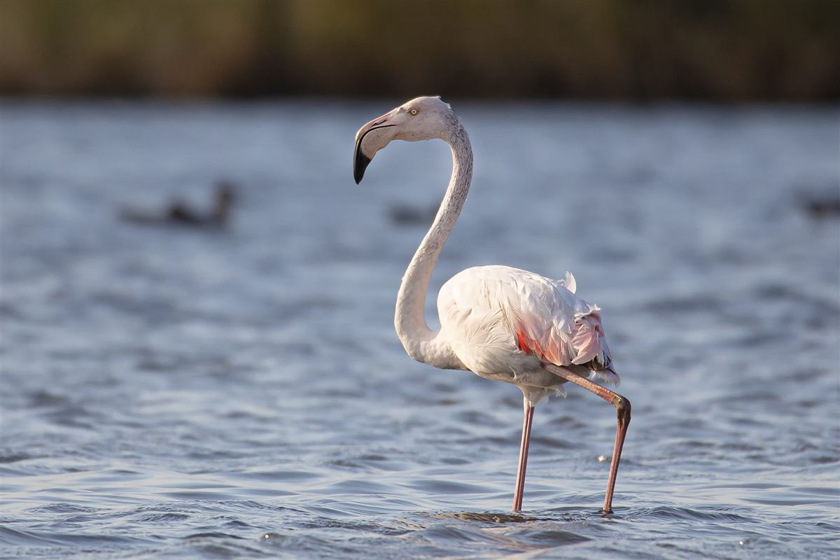Greater Flamingo