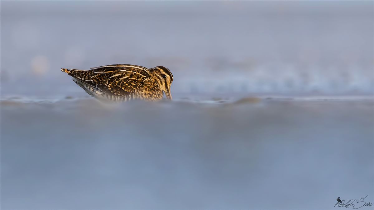 Common Snipe