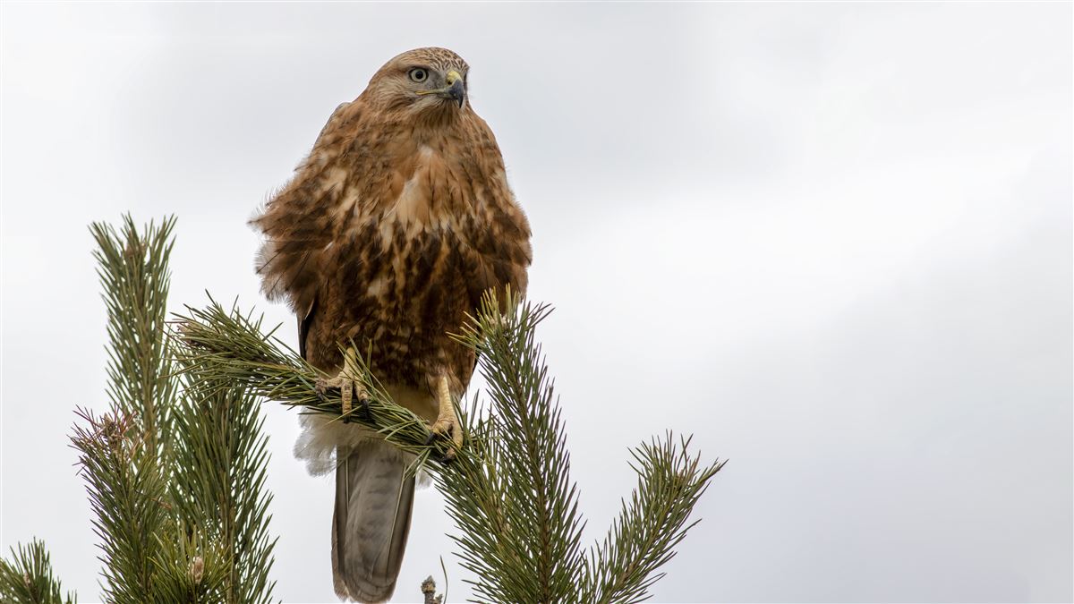 Long-legged Buzzard