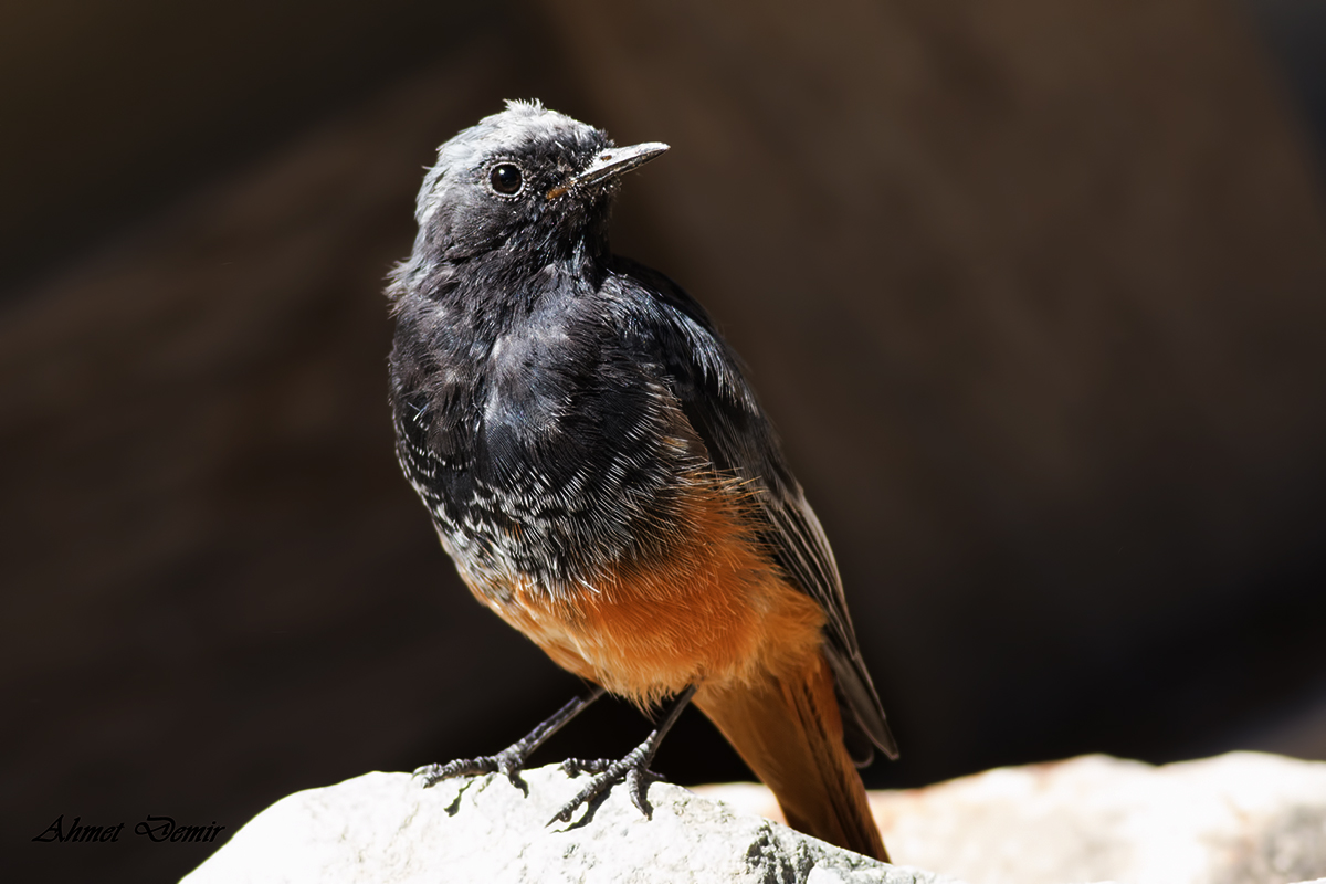 Black Redstart