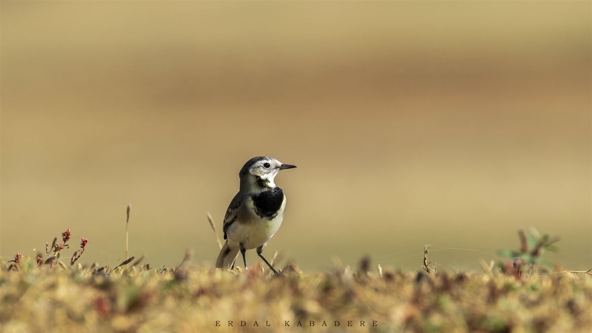 White Wagtail