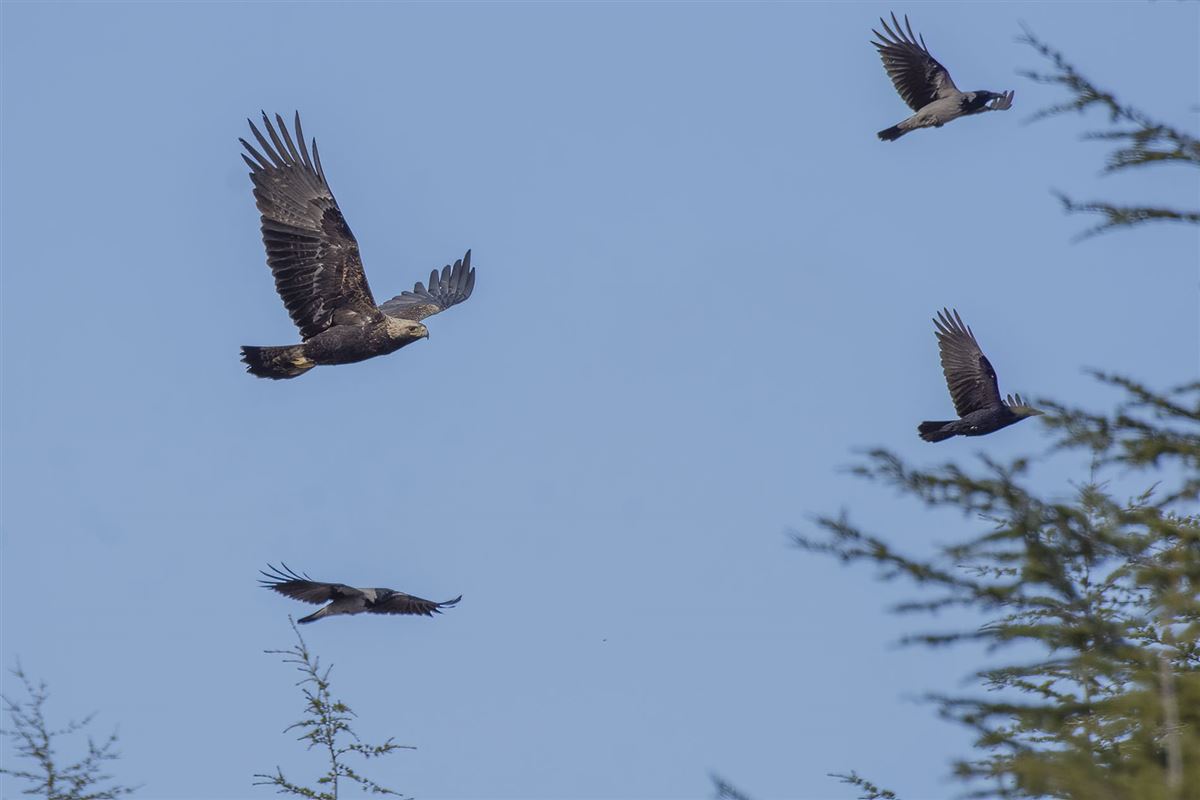 Eastern Imperial Eagle