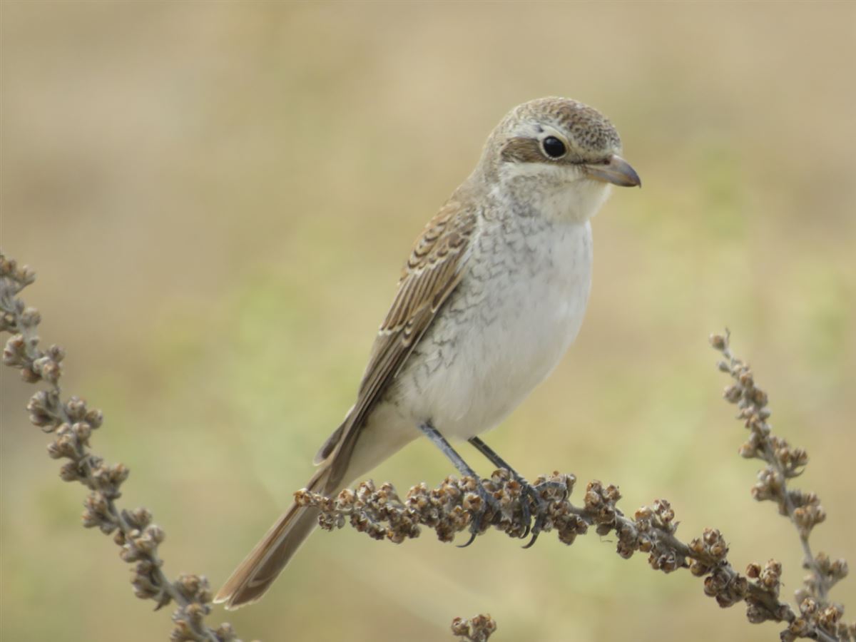 Red-backed Shrike