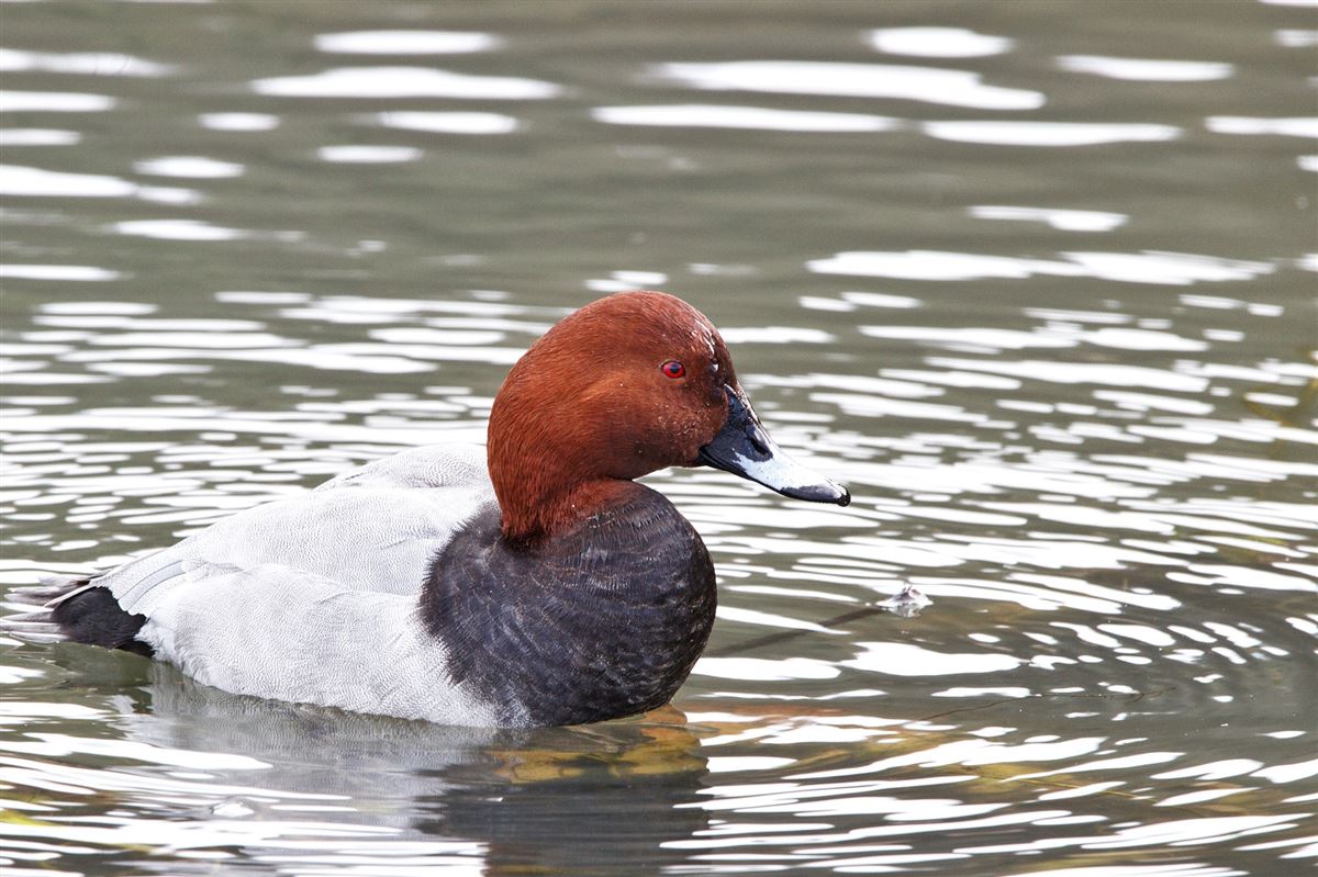 Common Pochard