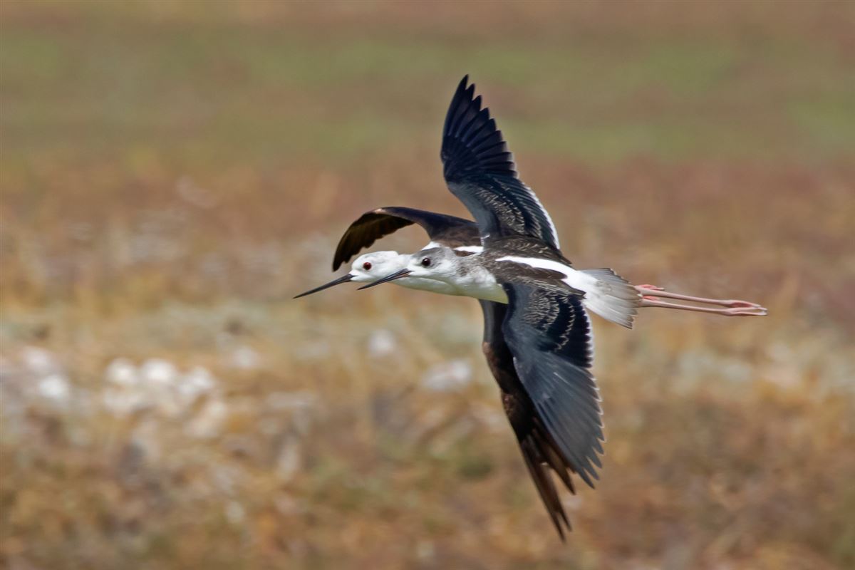 Black-winged Stilt