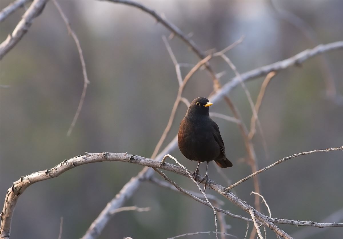 Common Blackbird