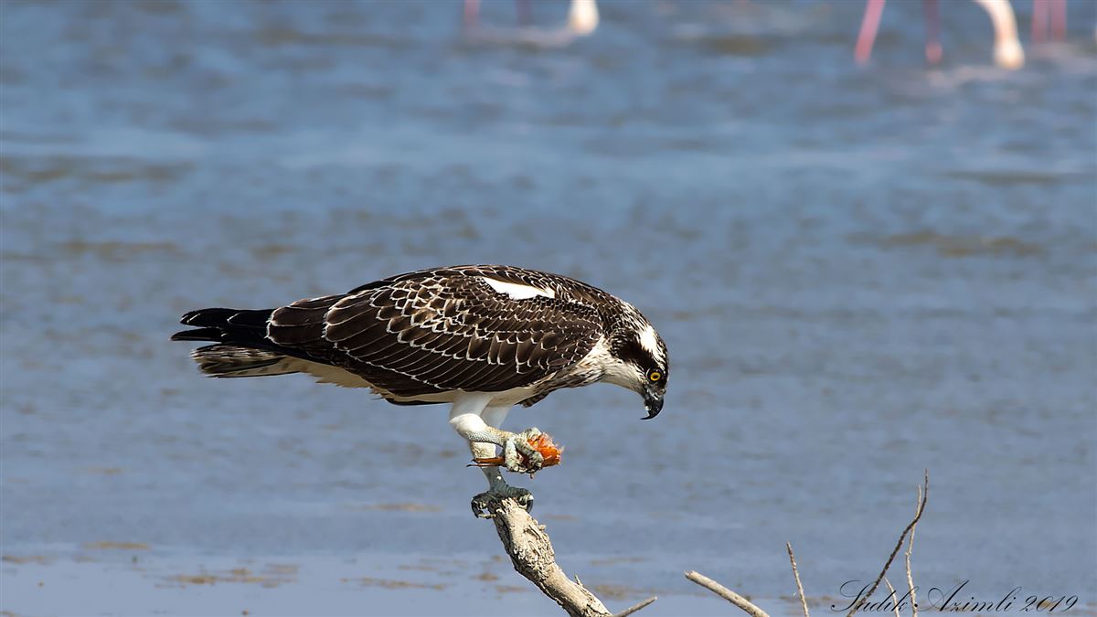 Osprey
