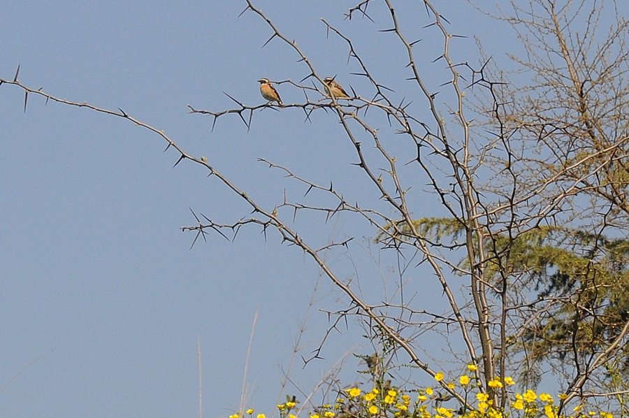 Whinchat