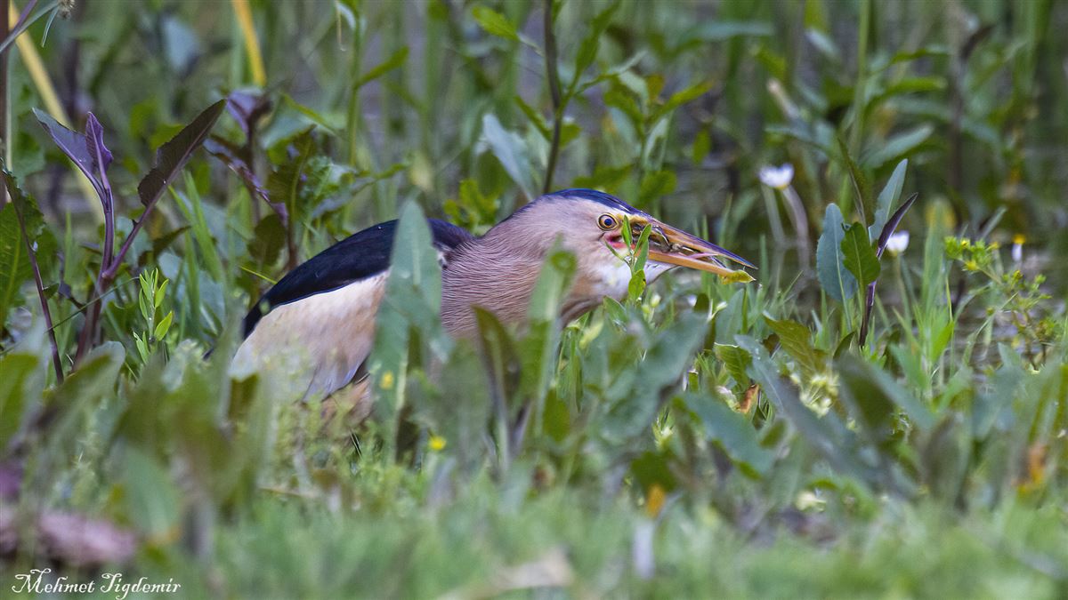 Little Bittern