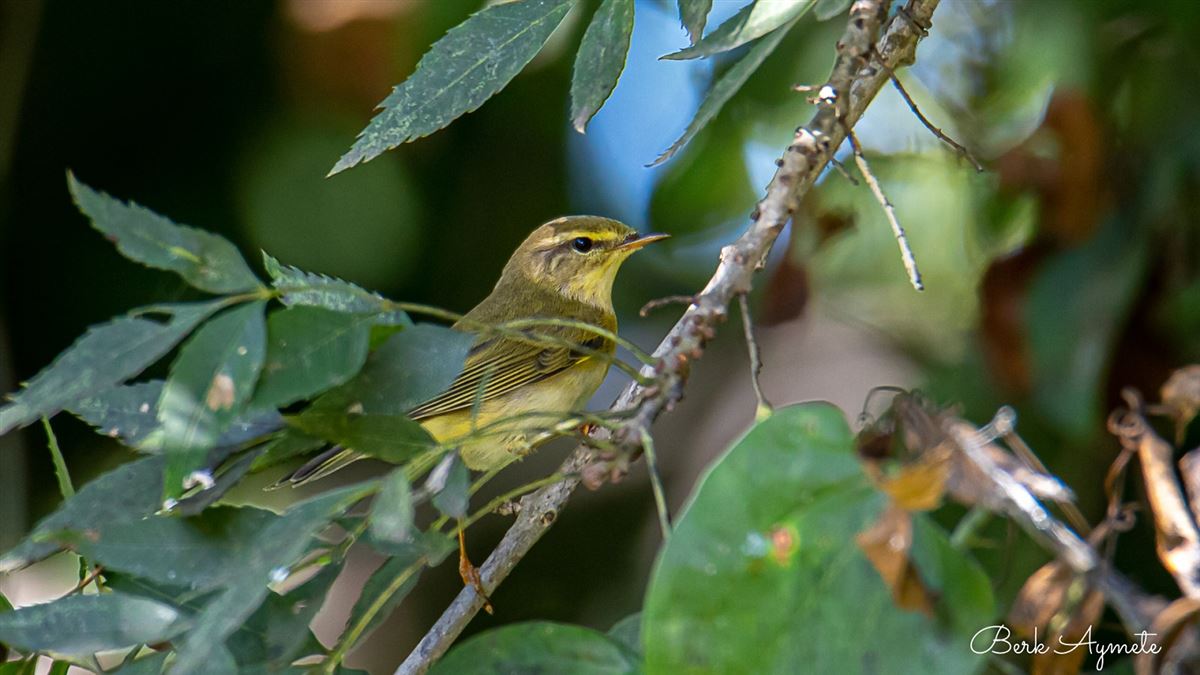 Willow Warbler