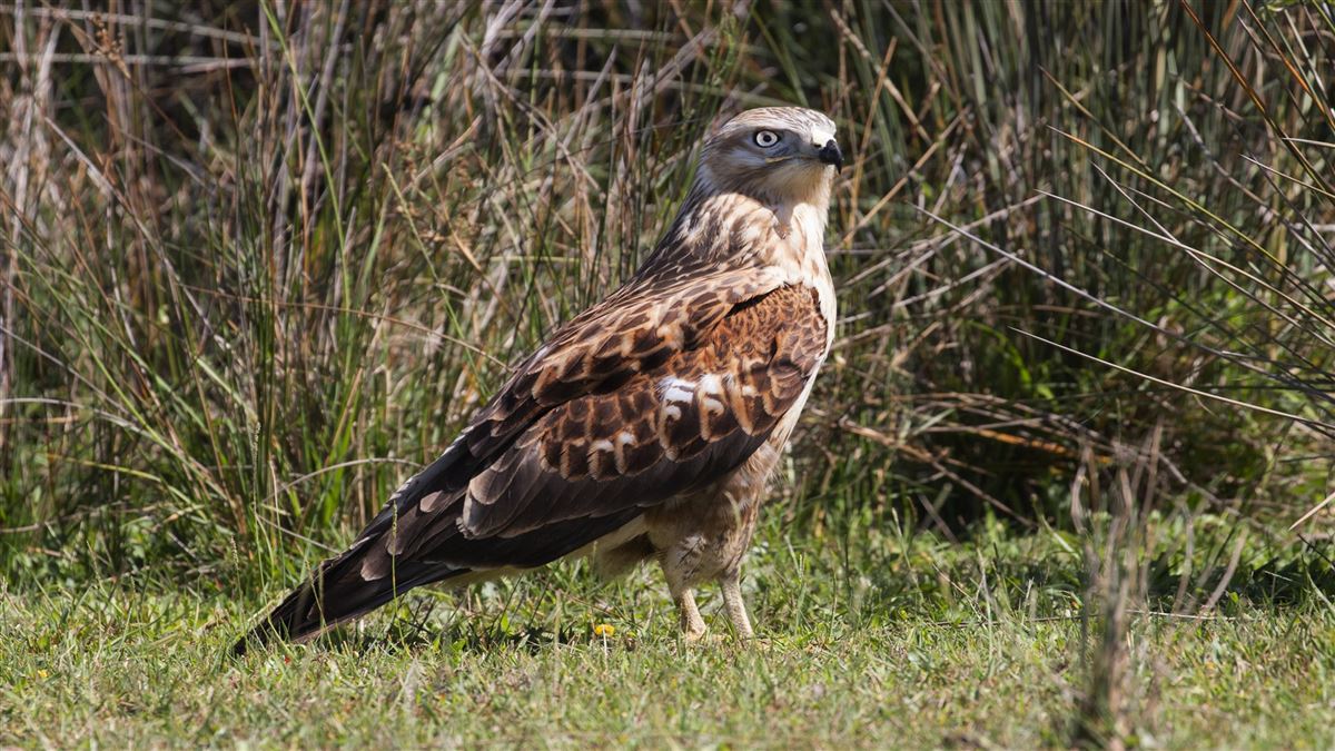 Long-legged Buzzard