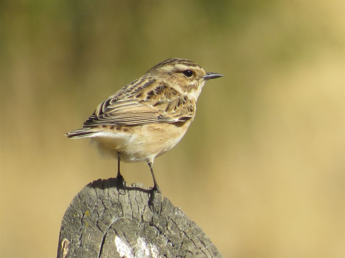 Whinchat