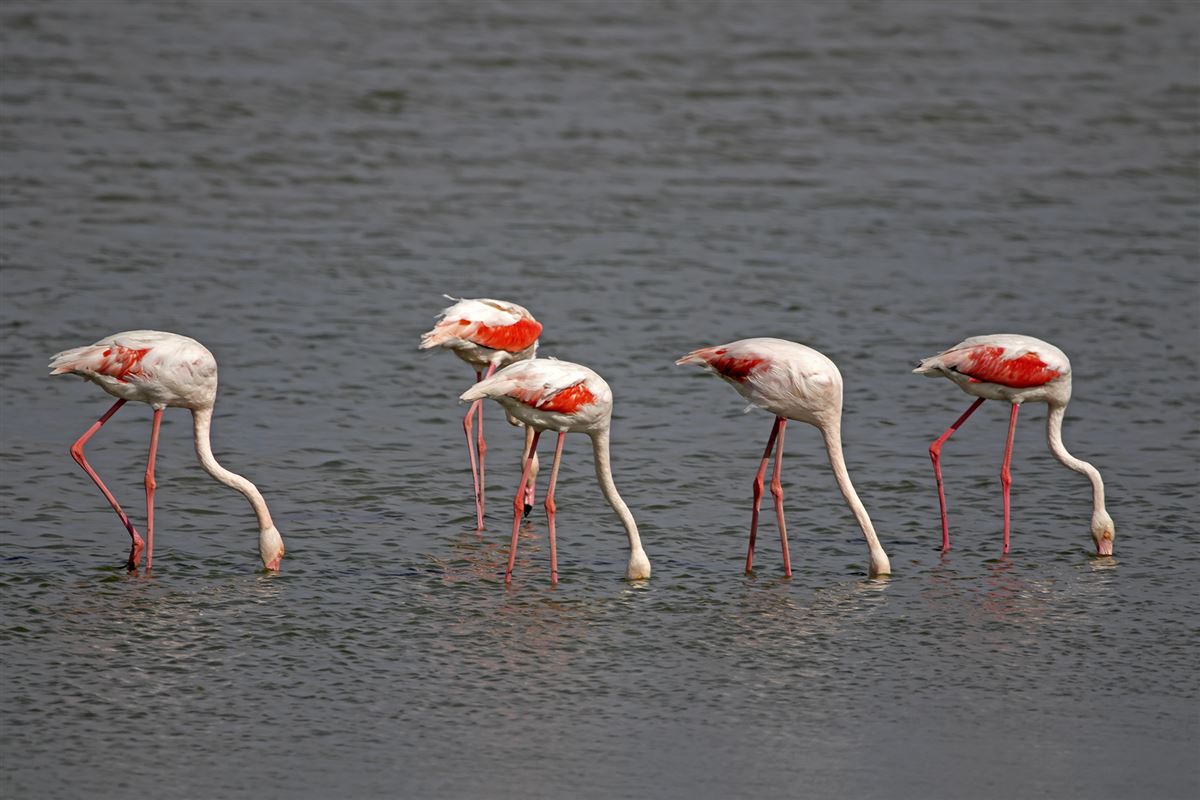 Greater Flamingo