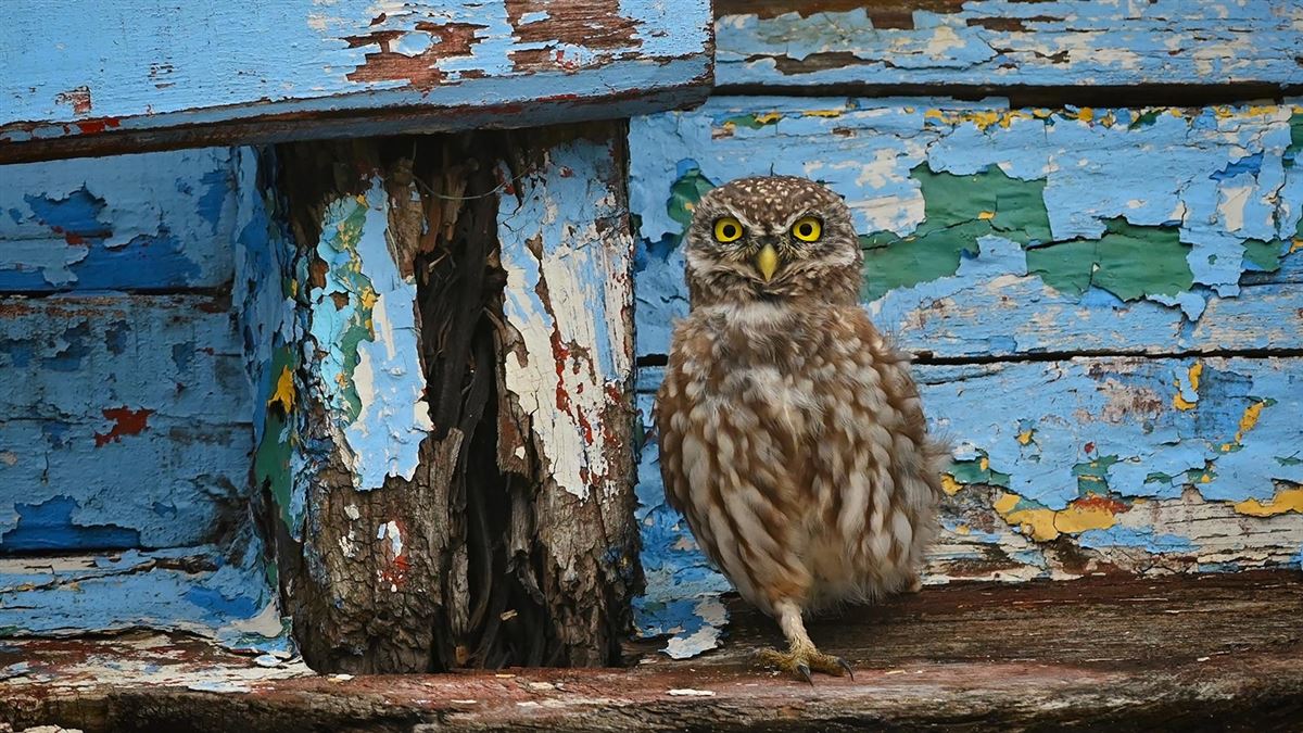 Little Owl