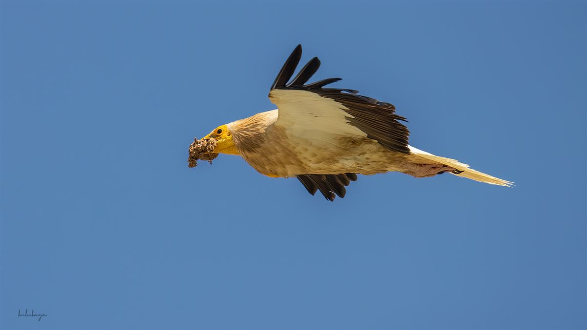 Egyptian Vulture