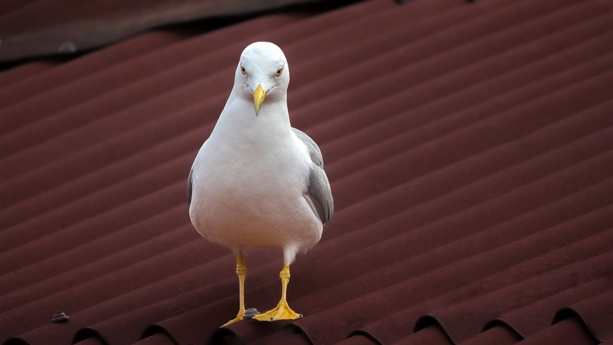 Yellow-legged Gull