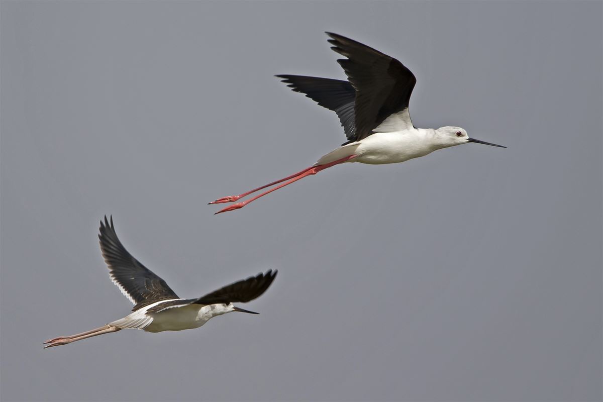 Black-winged Stilt
