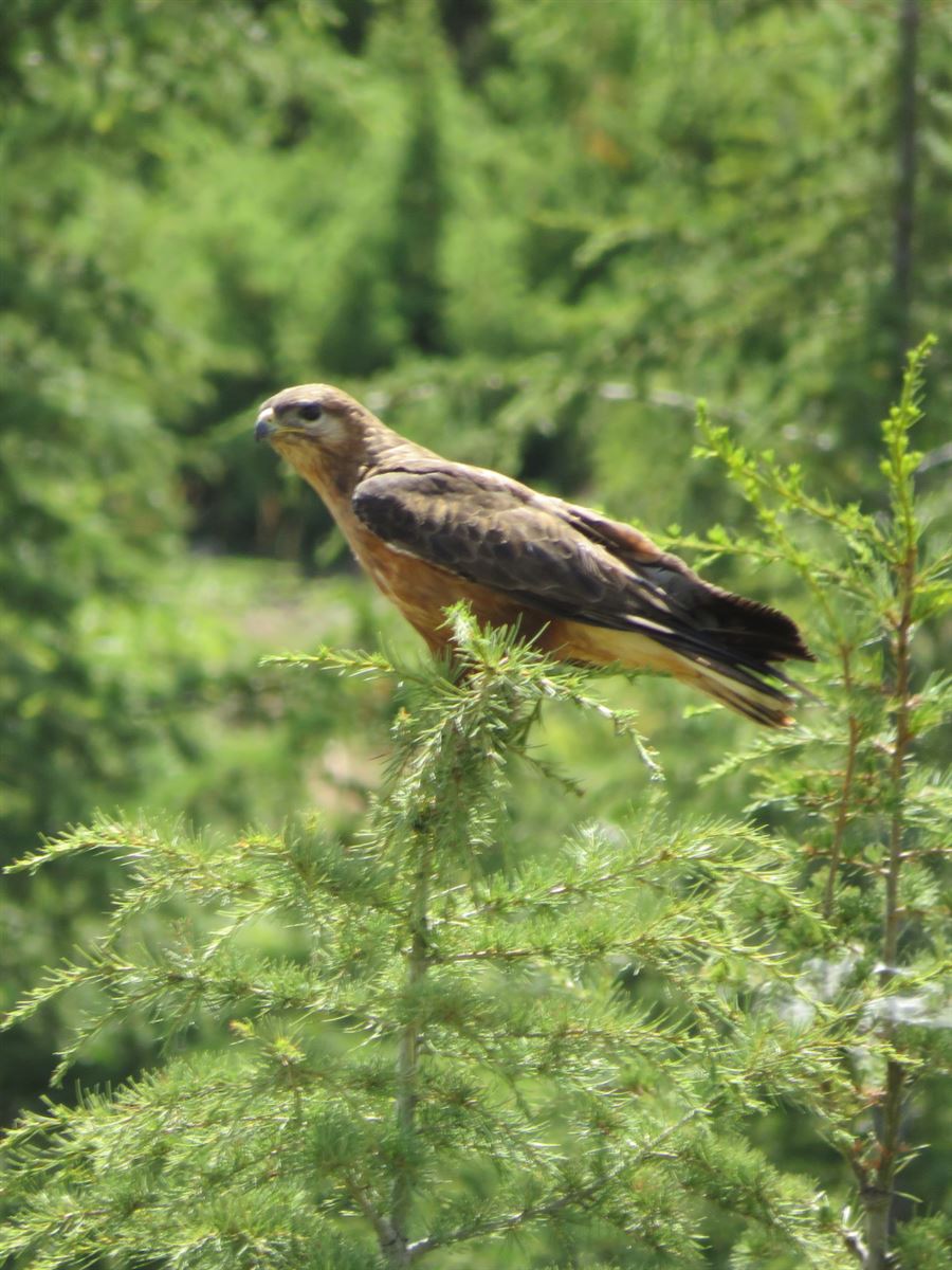 Long-legged Buzzard
