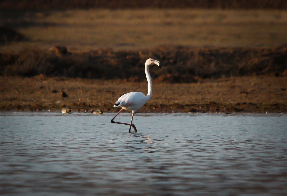 Greater Flamingo