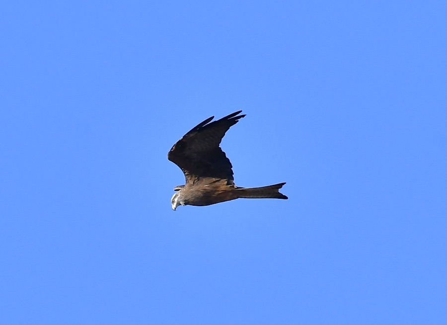 Black Kite