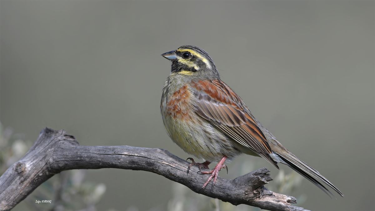 Cirl Bunting