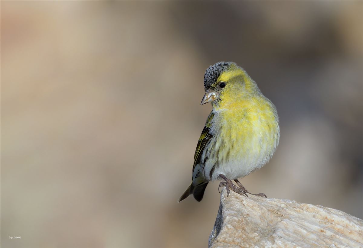 Eurasian Siskin