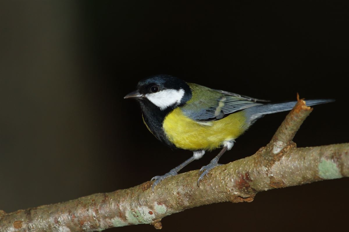 Great Tit