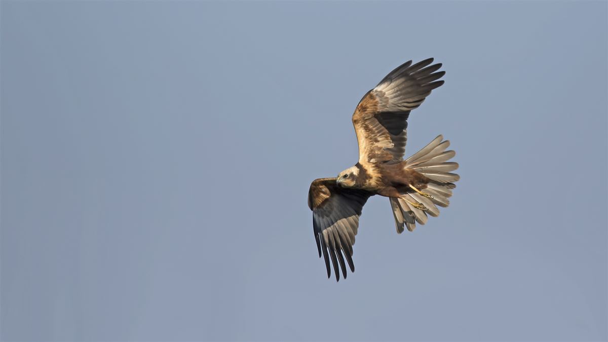 Western Marsh Harrier