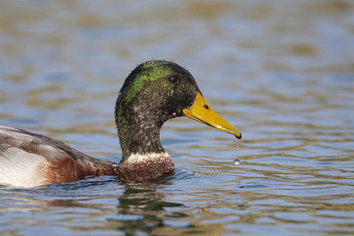 Mallard
